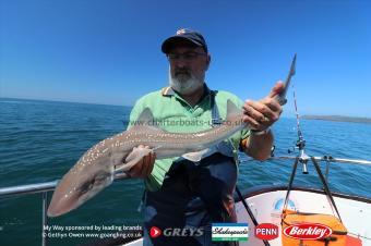 6 lb Starry Smooth-hound by Steve