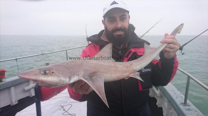 8 lb 2 oz Starry Smooth-hound by Alex from Dover again