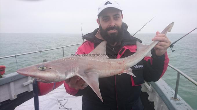 8 lb 2 oz Starry Smooth-hound by Alex from Dover again