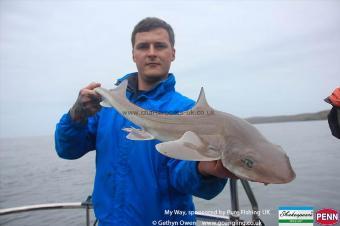 6 lb Starry Smooth-hound by Peter