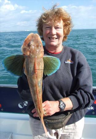 3 lb 4 oz Tub Gurnard by Denise Youngs