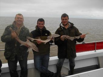4 lb 5 oz Starry Smooth-hound by Carl, Gareth and Dan