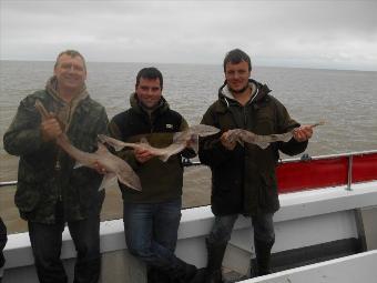 4 lb 5 oz Starry Smooth-hound by Carl, Gareth and Dan