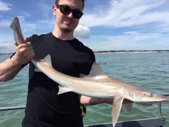 6 lb Starry Smooth-hound by Unknown