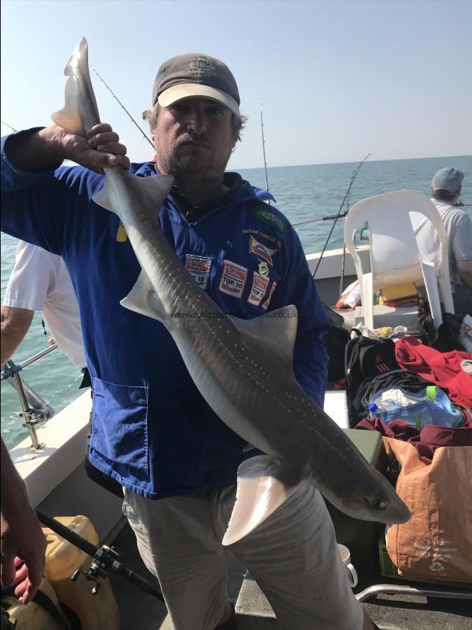 17 lb 8 oz Starry Smooth-hound by Ian Hewett