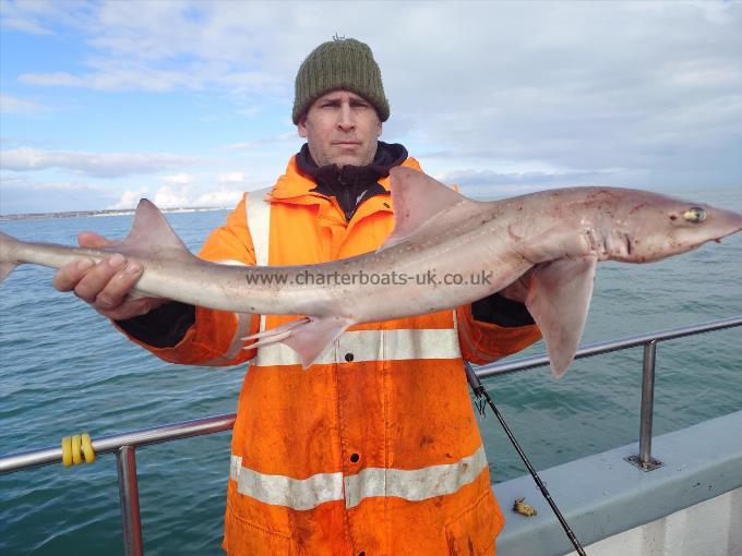 8 lb Starry Smooth-hound by Curtis