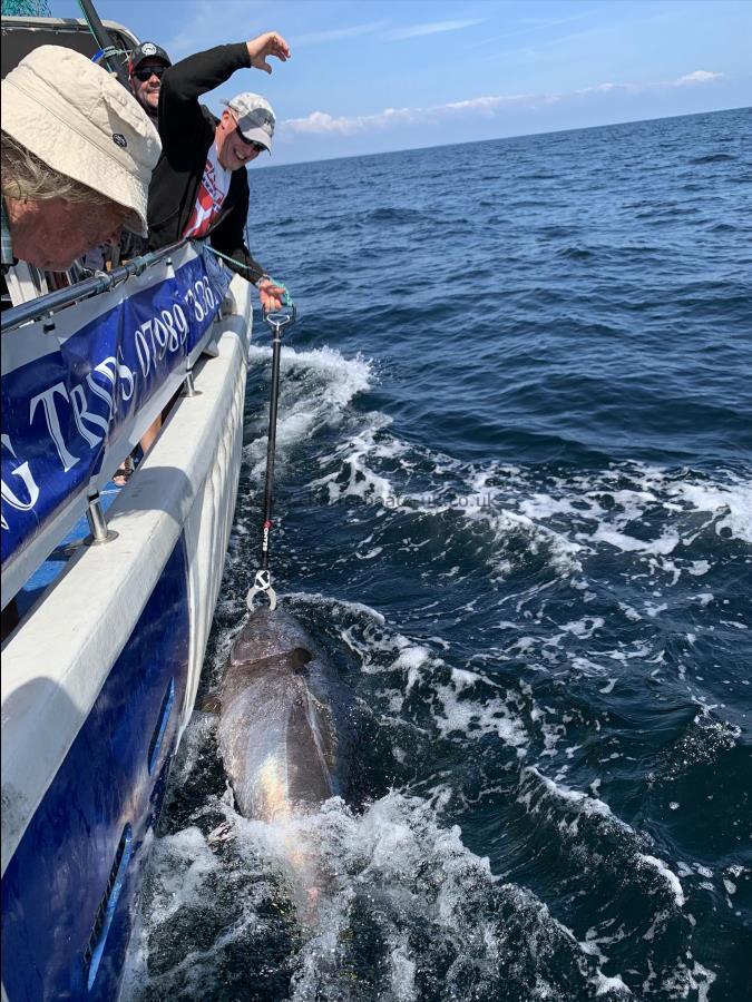 325 lb Bluefin Tuna by Unknown
