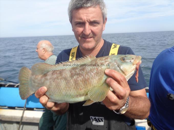 3 lb 4 oz Ballan Wrasse by Unknown