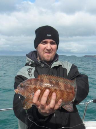 3 lb Ballan Wrasse by Unknown