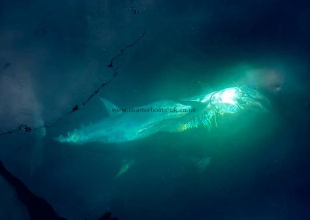 450 lb Bluefin Tuna by Unknown