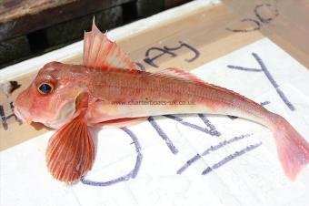 12 oz Streaked Gurnard by Rob Field