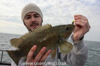 2 lb Ballan Wrasse by Marc