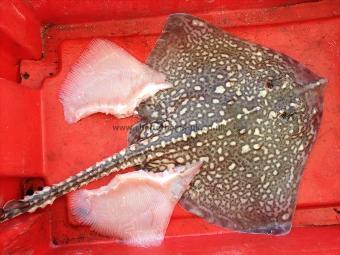 8 lb Thornback Ray by from Sea to Table in the flash of a knife !