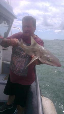 8 lb 4 oz Starry Smooth-hound by andy from london