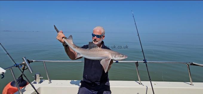 8 lb Starry Smooth-hound by Phil