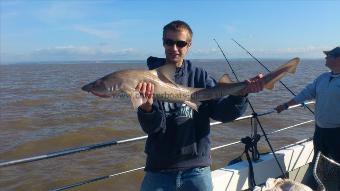 13 lb Starry Smooth-hound by stewart house