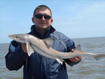 4 lb 5 oz Smooth-hound (Common) by AJ