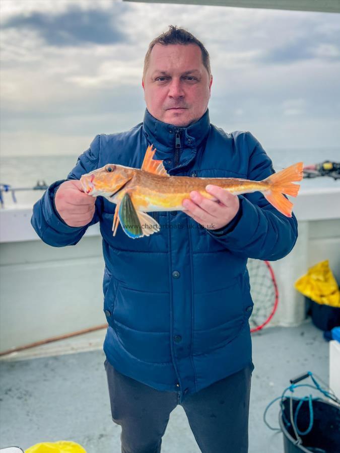 1 lb Tub Gurnard by Unknown