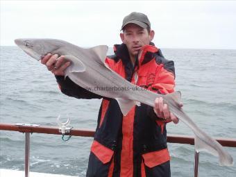 14 lb 6 oz Smooth-hound (Common) by Wayne Lewis