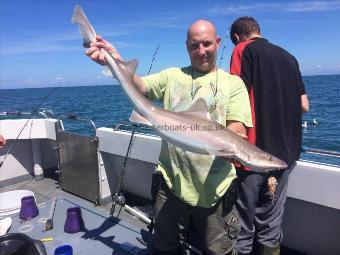15 lb 8 oz Smooth-hound (Common) by John
