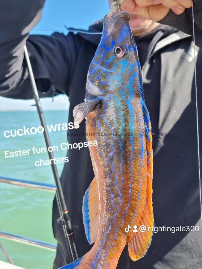 1 lb Cuckoo Wrasse by Unknown
