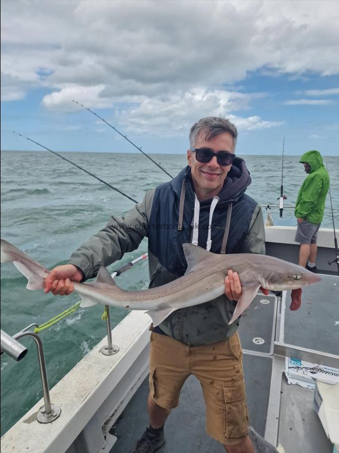 10 lb Starry Smooth-hound by Malky