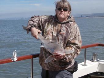 14 lb 6 oz Starry Smooth-hound by Harry Crowder