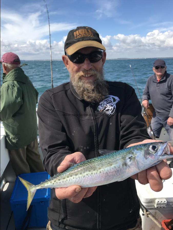 1 lb 1 oz Atlantic Chubb Mackerel by John Malley