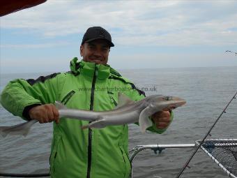 4 lb Starry Smooth-hound by Iljay