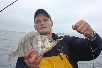 1 lb Black Sea Bream by Stevie