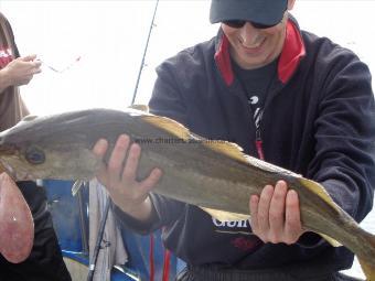 8 lb 12 oz Pollock by raven sac member stoke