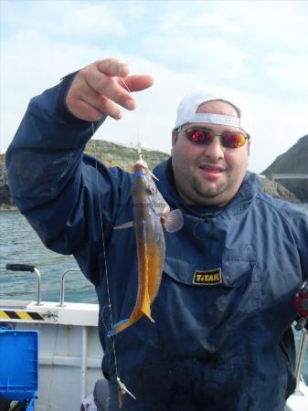 1 lb Cuckoo Wrasse by Unknown