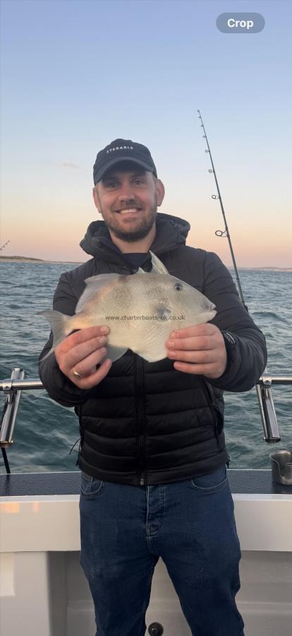 1 lb 7 oz Trigger Fish by Unknown