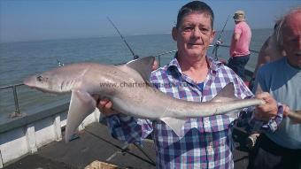 11 lb Starry Smooth-hound by Al from margate