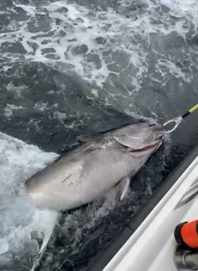 1000 lb Bluefin Tuna by Tog Edwards