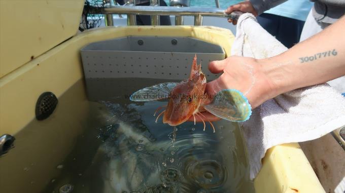 8 oz Tub Gurnard by Unknown