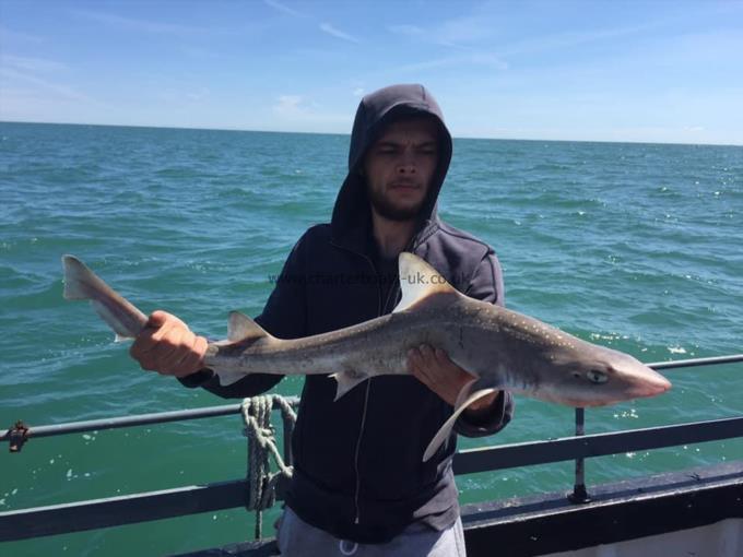 7 lb Starry Smooth-hound by Unknown