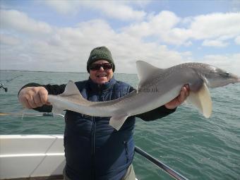 12 lb 7 oz Starry Smooth-hound by Terry Gilder