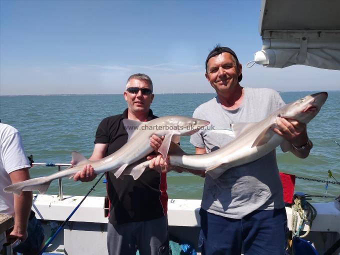 2 oz Smooth-hound by Unknown