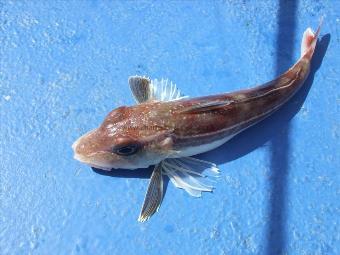 10 oz Grey Gurnard by chris