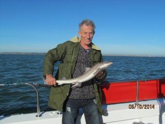 4 lb Starry Smooth-hound by Bob Laing
