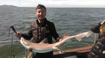 20 lb 5 oz Starry Smooth-hound by Unknown