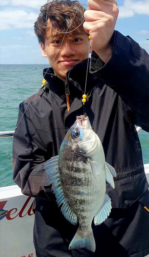 2 lb 6 oz Black Sea Bream by Unknown