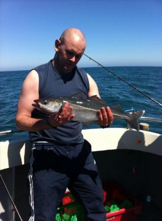 4 lb 2 oz Coalfish (Coley/Saithe) by Unknown