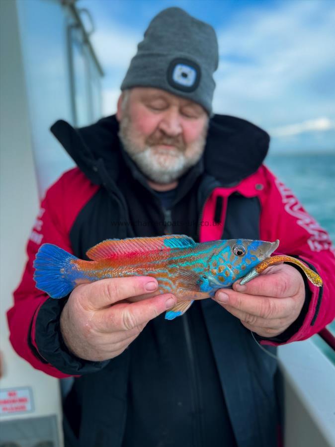 14 oz Cuckoo Wrasse by Pete Ansell