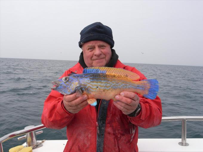 2 lb Cuckoo Wrasse by Unknown