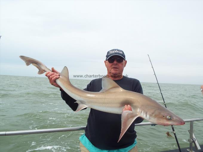 2 oz Smooth-hound by Unknown