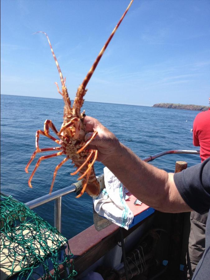 1 lb 8 oz Lobster by Not Lobster, crayfish !