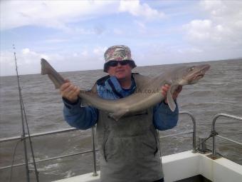 16 lb 8 oz Starry Smooth-hound by lee tregaskis