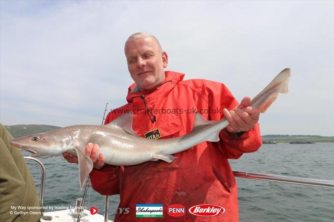 12 lb Starry Smooth-hound by Simon